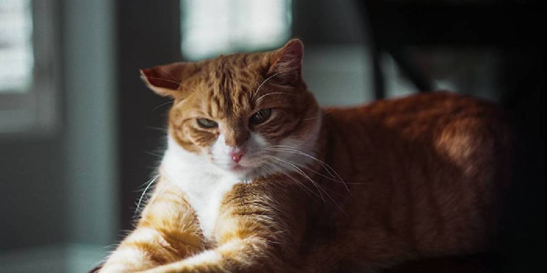 Hem sempatik hem umursamazlar! Kedi sahipleri artık üzülmeyin: “Anlamıyor değil sadece umursamıyor” 3